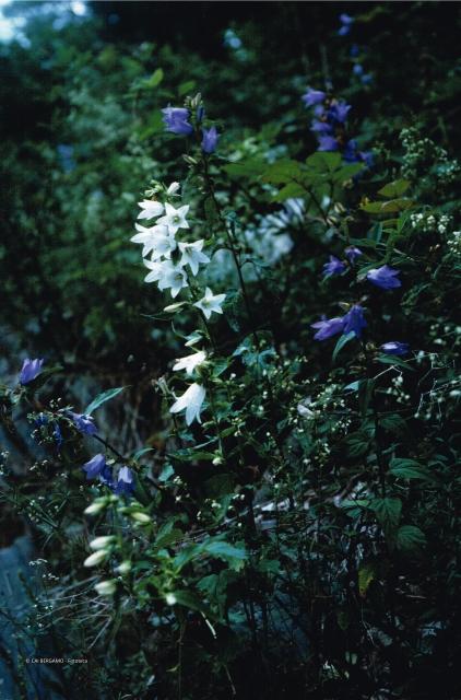 Flora Alpina