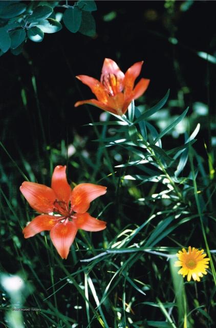 Flora Alpina