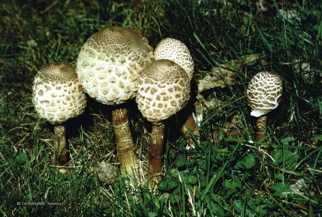 Prodotti del bosco