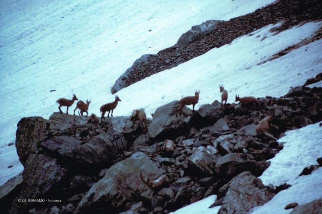 Alpi Orobiche