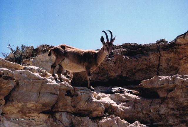Fauna