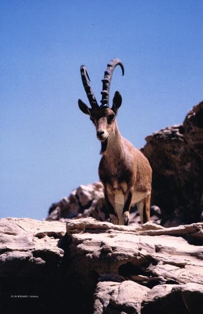 Fauna