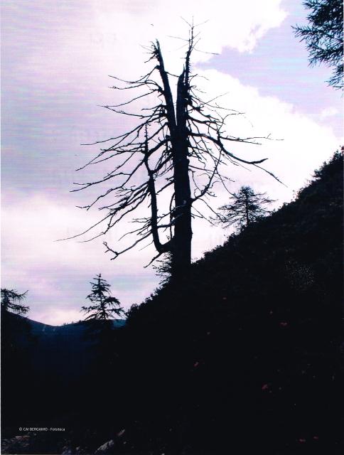 Premio Ottolini