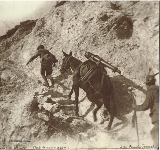 Alpini