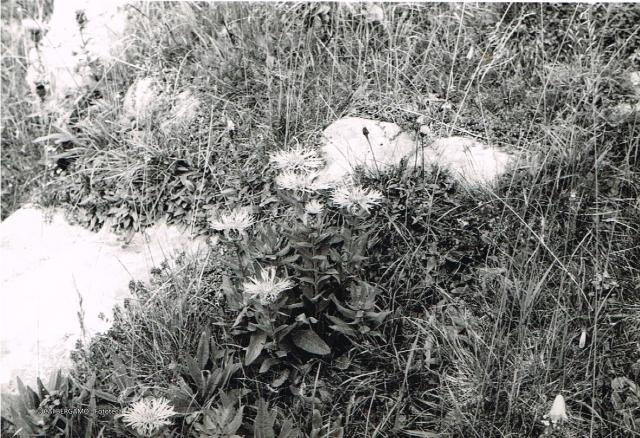 Alpi Orobiche