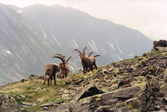 Fauna alpina