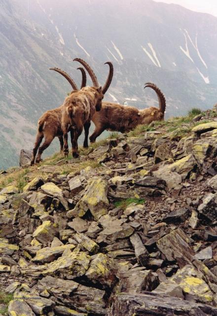 Fauna alpina