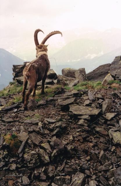 Fauna alpina