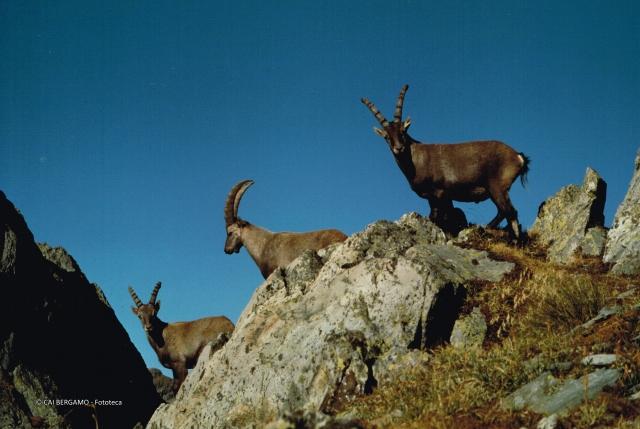 Fauna alpina