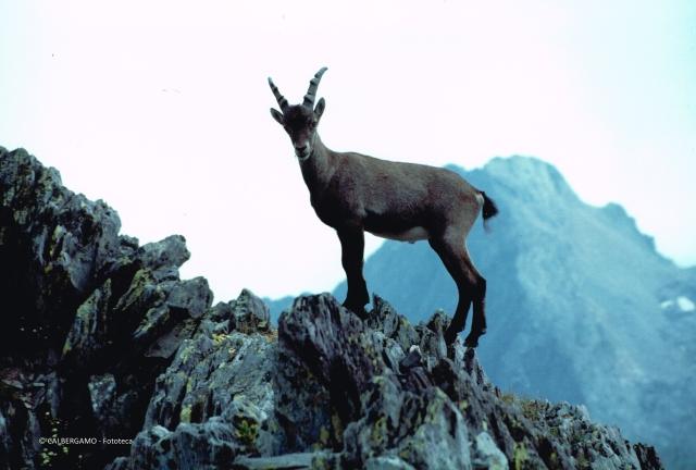 Fauna alpina