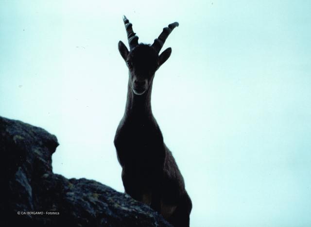 Fauna alpina