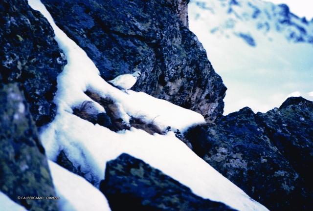 Fauna alpina