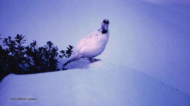Fauna alpina
