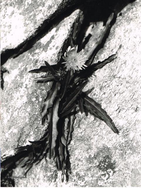 foto - hieracium intybaceum