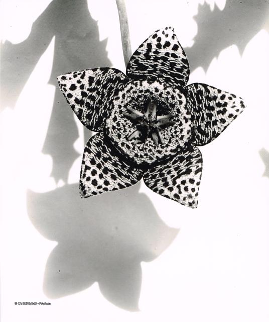 Fiori- stapelia