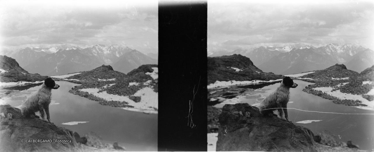 Cane a bordo torrente con cime sullo sfondo