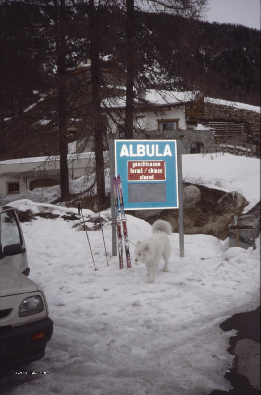 Al Passo Albula, cane e sci