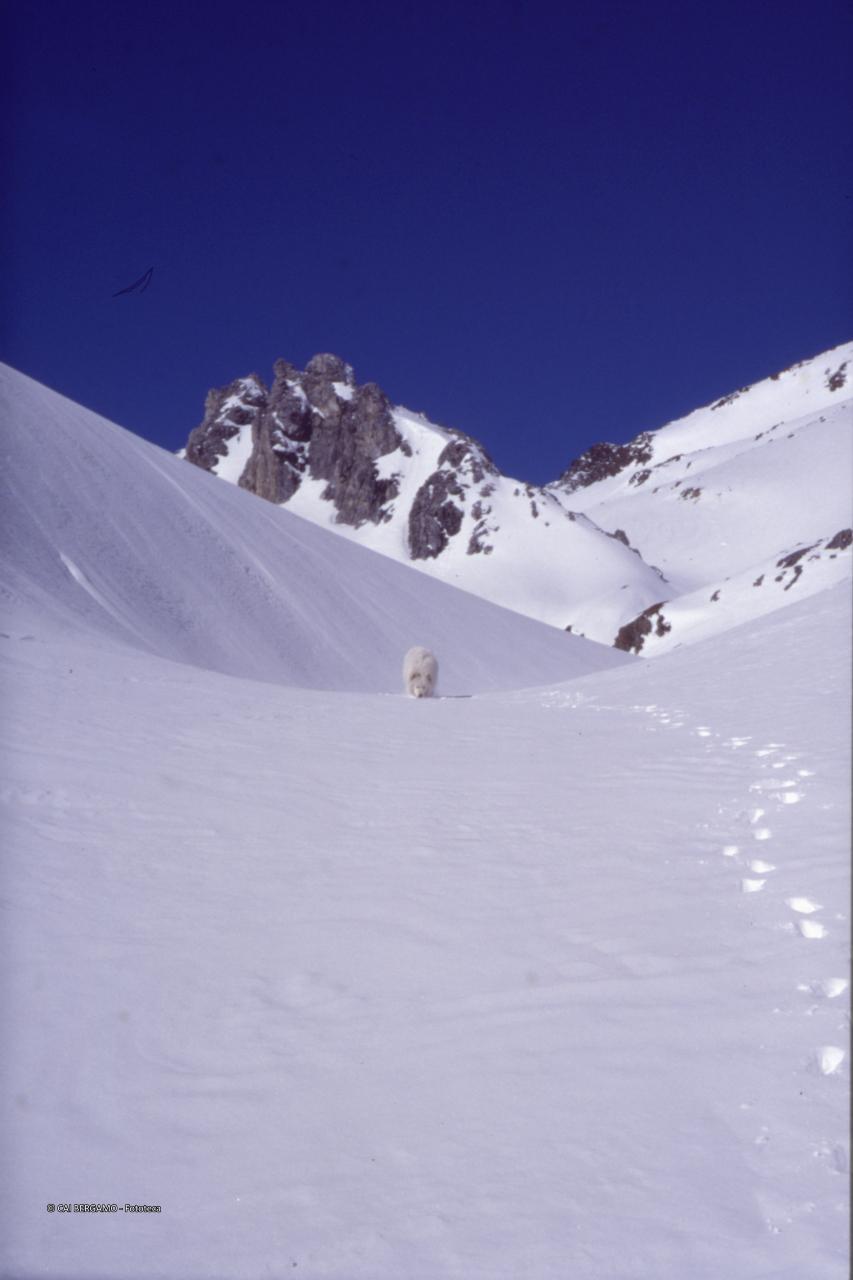 Cane in solitaria verso il Piz Blaisun