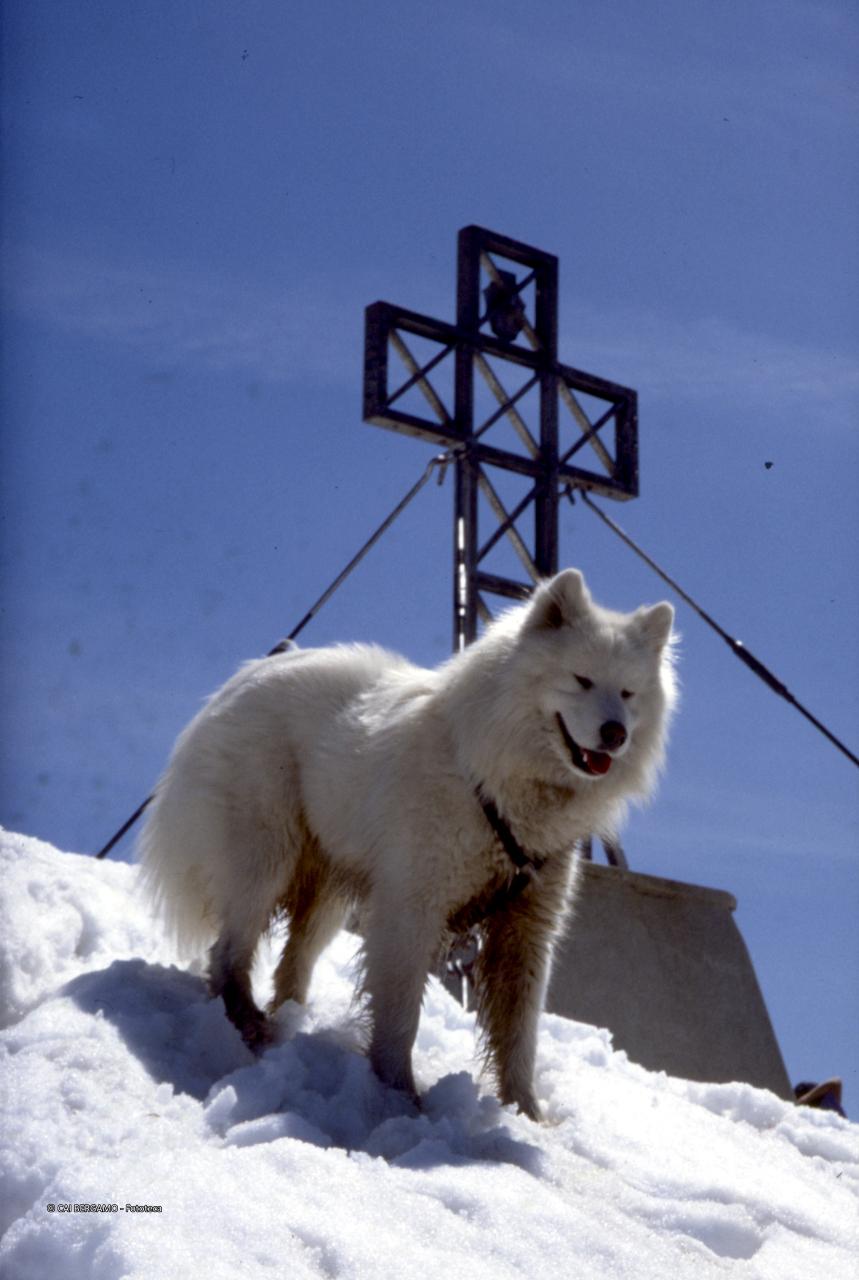 La croce sulla vetta con cane … di guardia