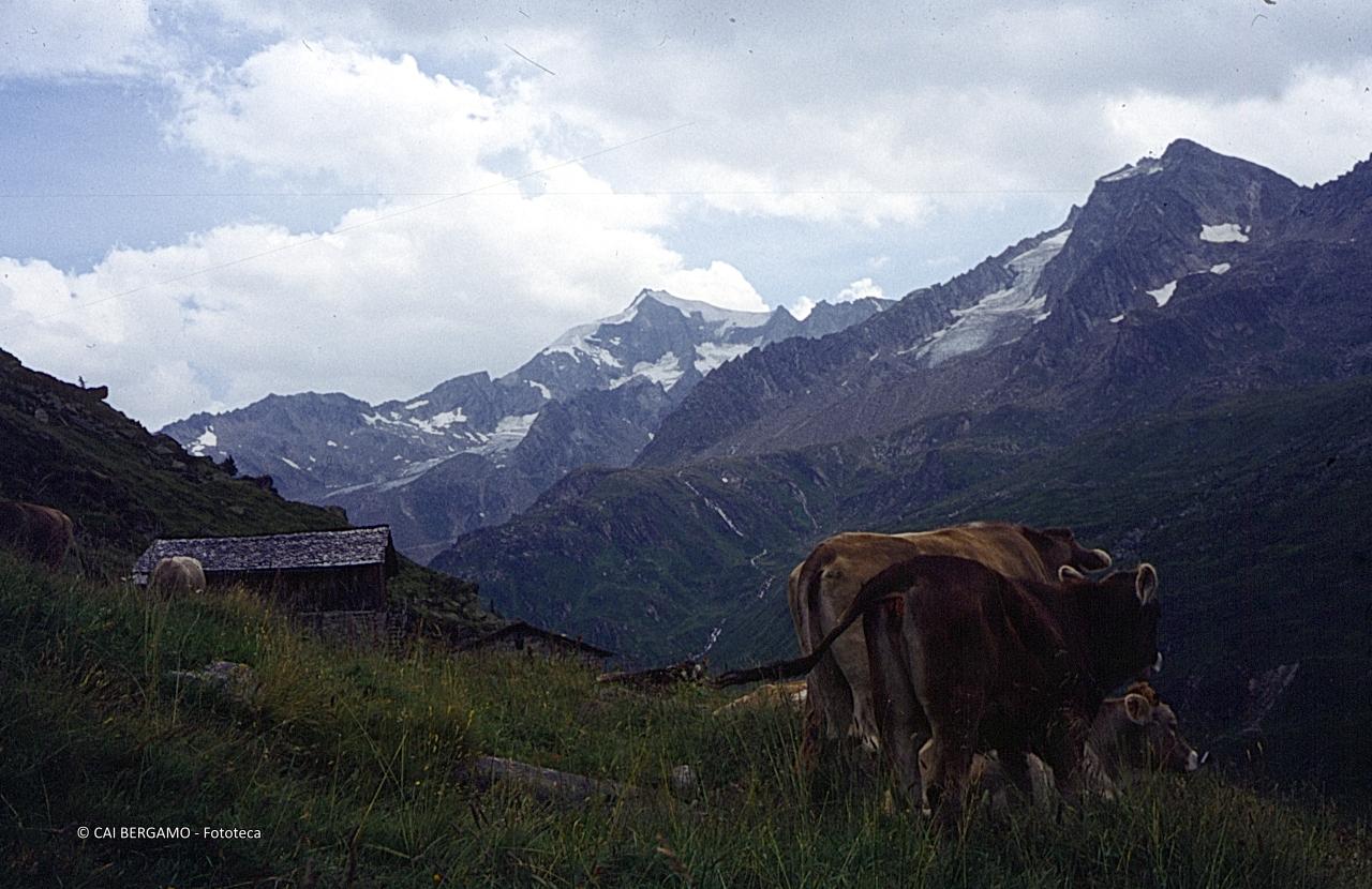 Vista da un alpeggio sul  lontano Picco dei Tre Signori 