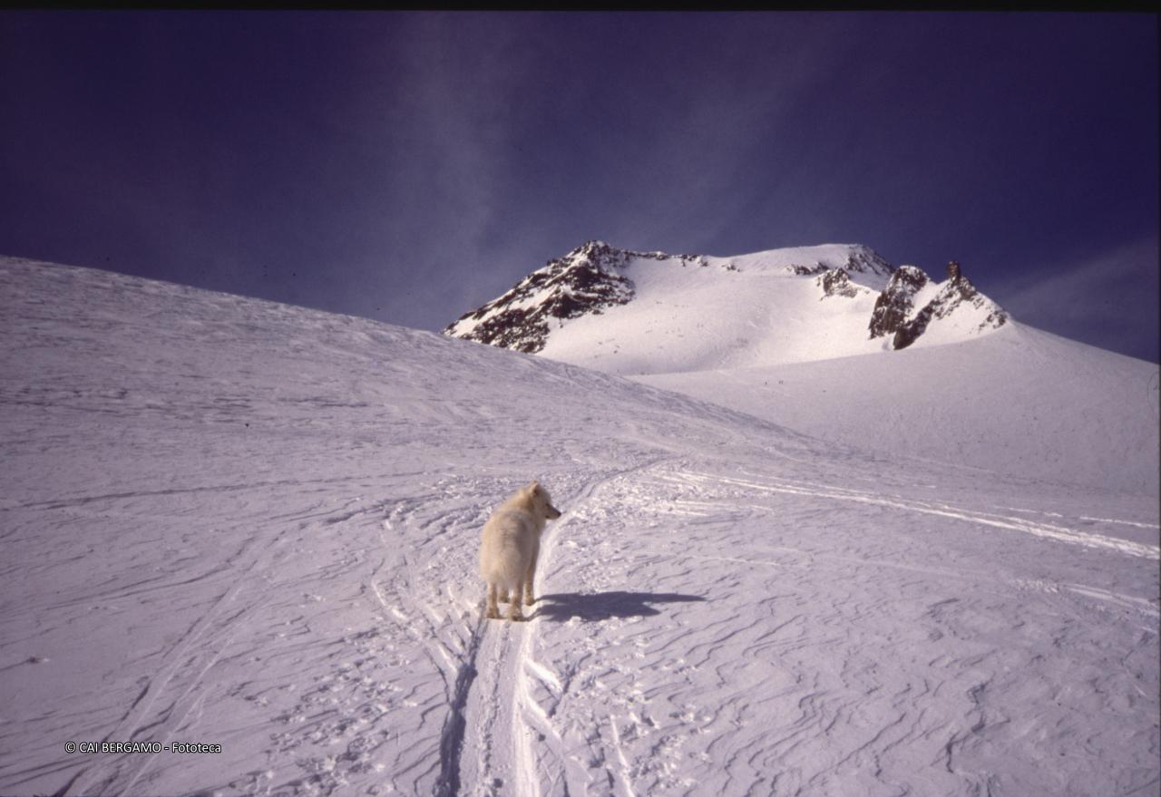 Vista della cima lungo la salita con cane in avantscoperta