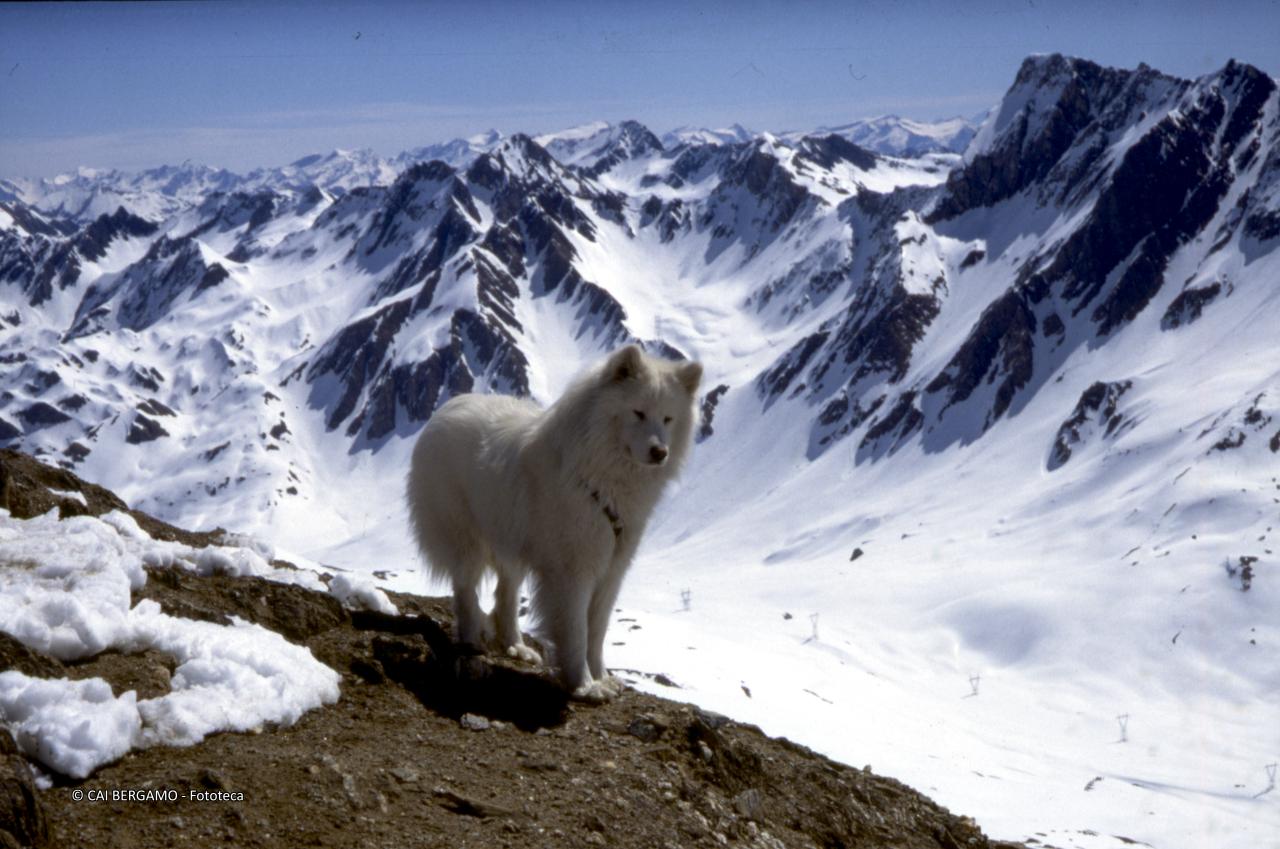 … cane con retrostante cime innevate