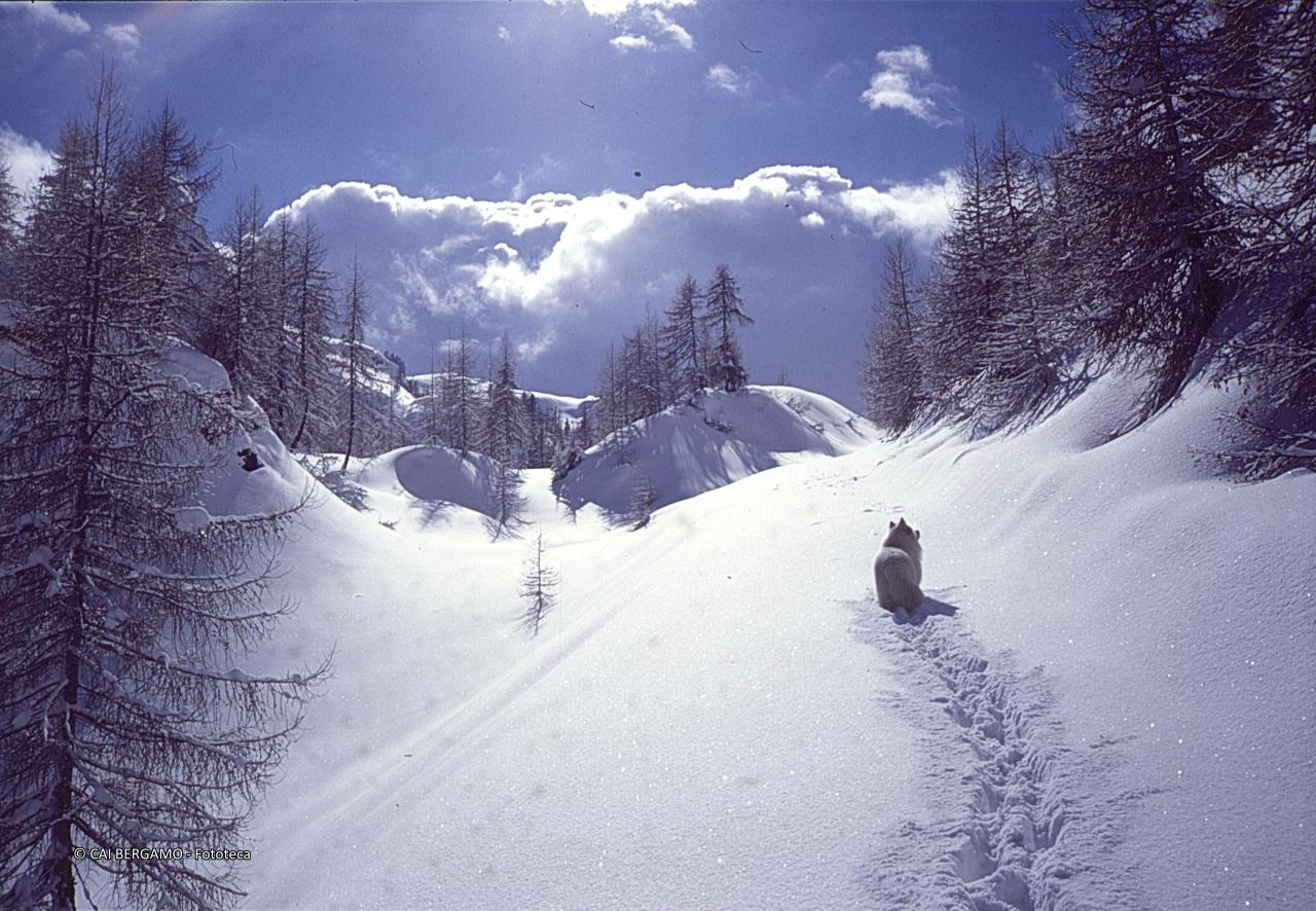 Il cane battistrada nella neve vergine