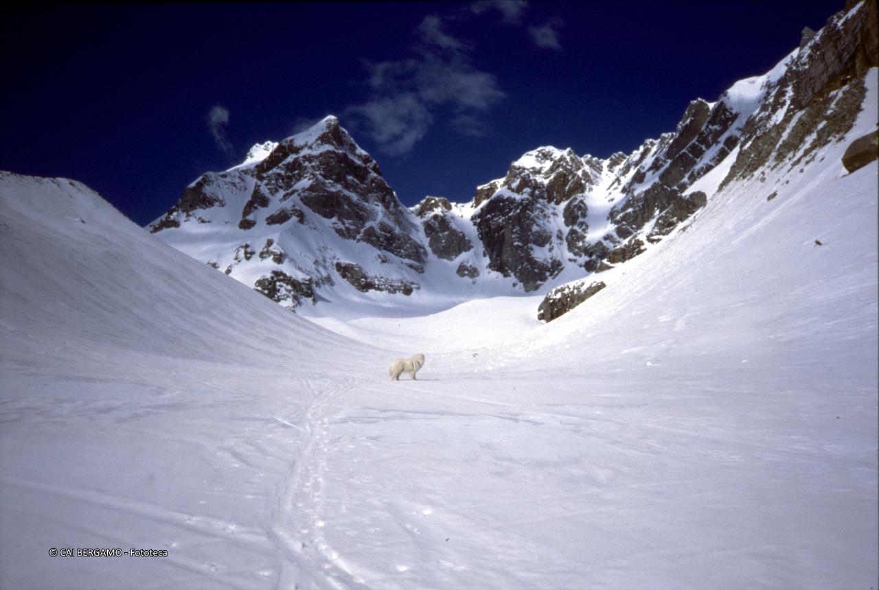 Pizzo Cervandone e canalino Ferrari, con cane in avanscoperta sul piani della Rossa