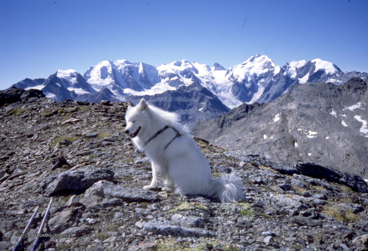 Piz Plalù, Bellavista, Piz Zupò, Piz d'Argient, Cresta Guzza e Pizzo Bernina con cane in primo piano