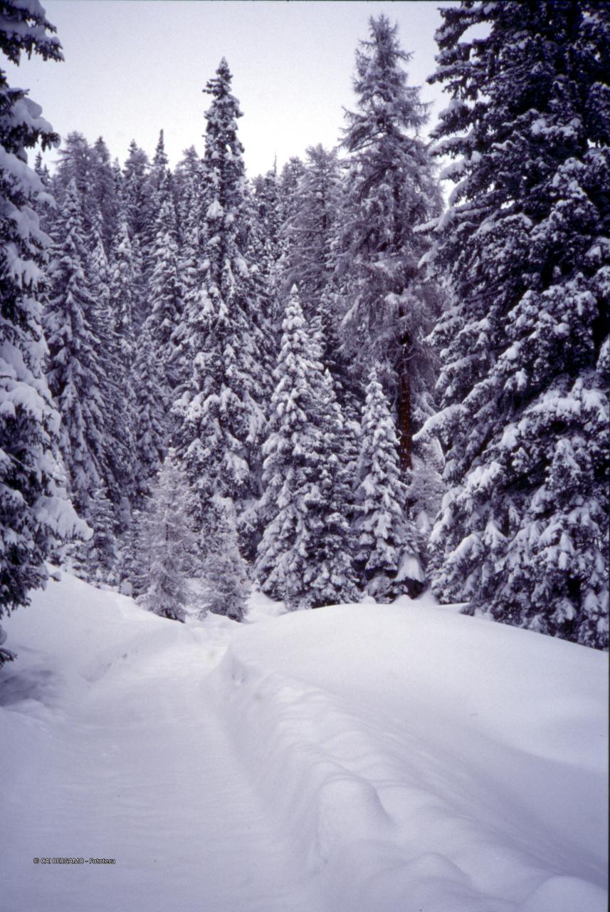 Sentiero innevato tra la pineta