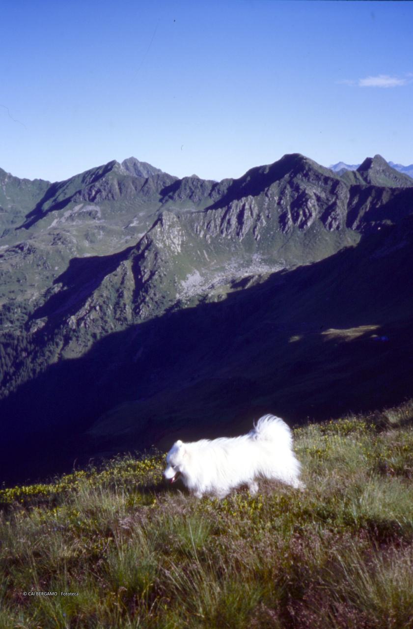 Cane Filo con "creste di San Marco"