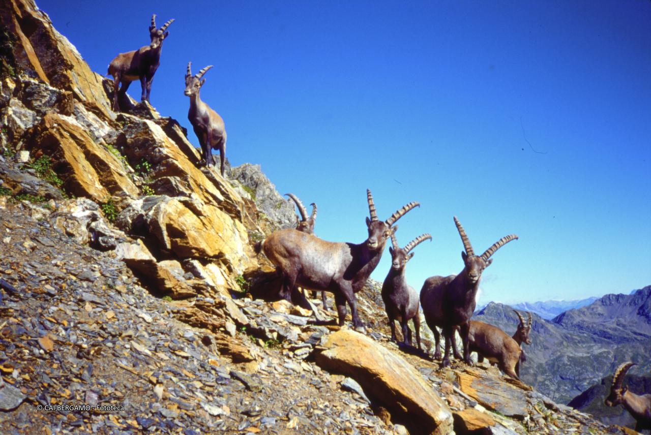 Folto gruppo di stambecchi