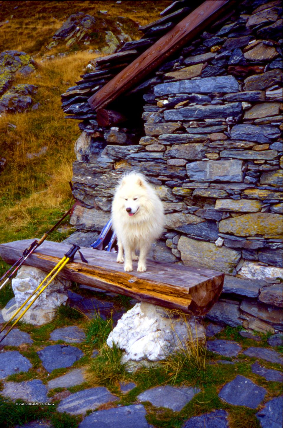 cane al bivacco Alberto Zamboni