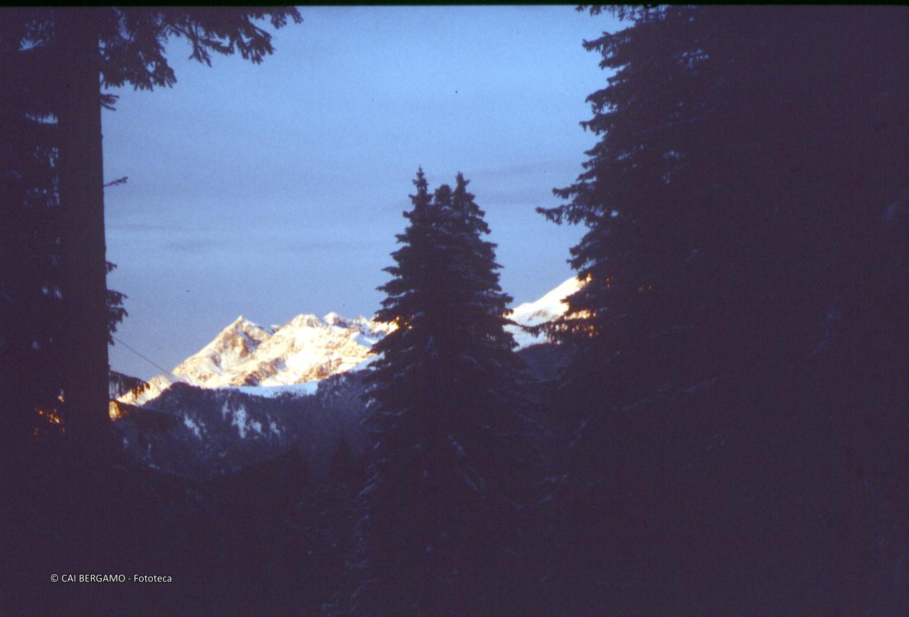 Vista sul Pizzo Tre Signori (??) tra gli abeti