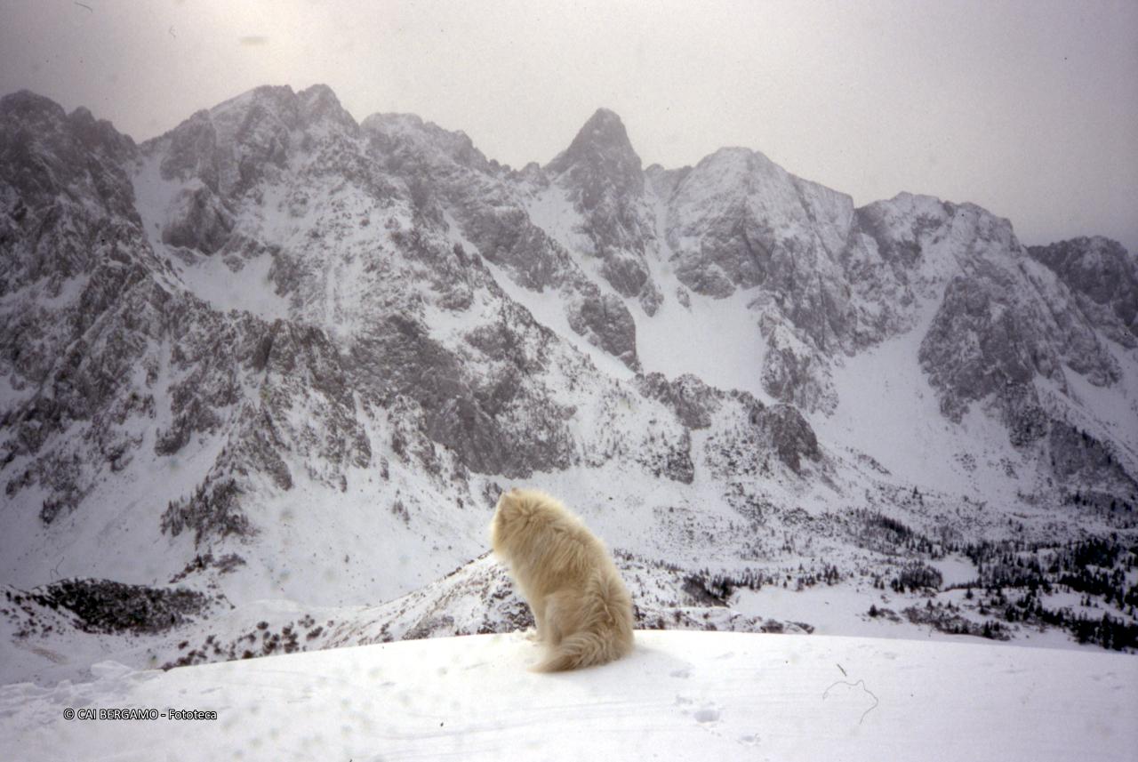 Cima Mengol, Cimon della Bagozza e cima Crap  viste dal Monte Campionein una giornata nevosa