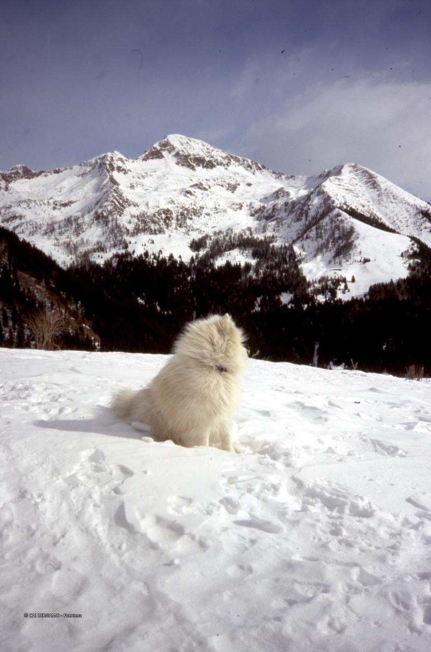 Cane prende il sole tra la neve con sguardo verso le cime retrostanti