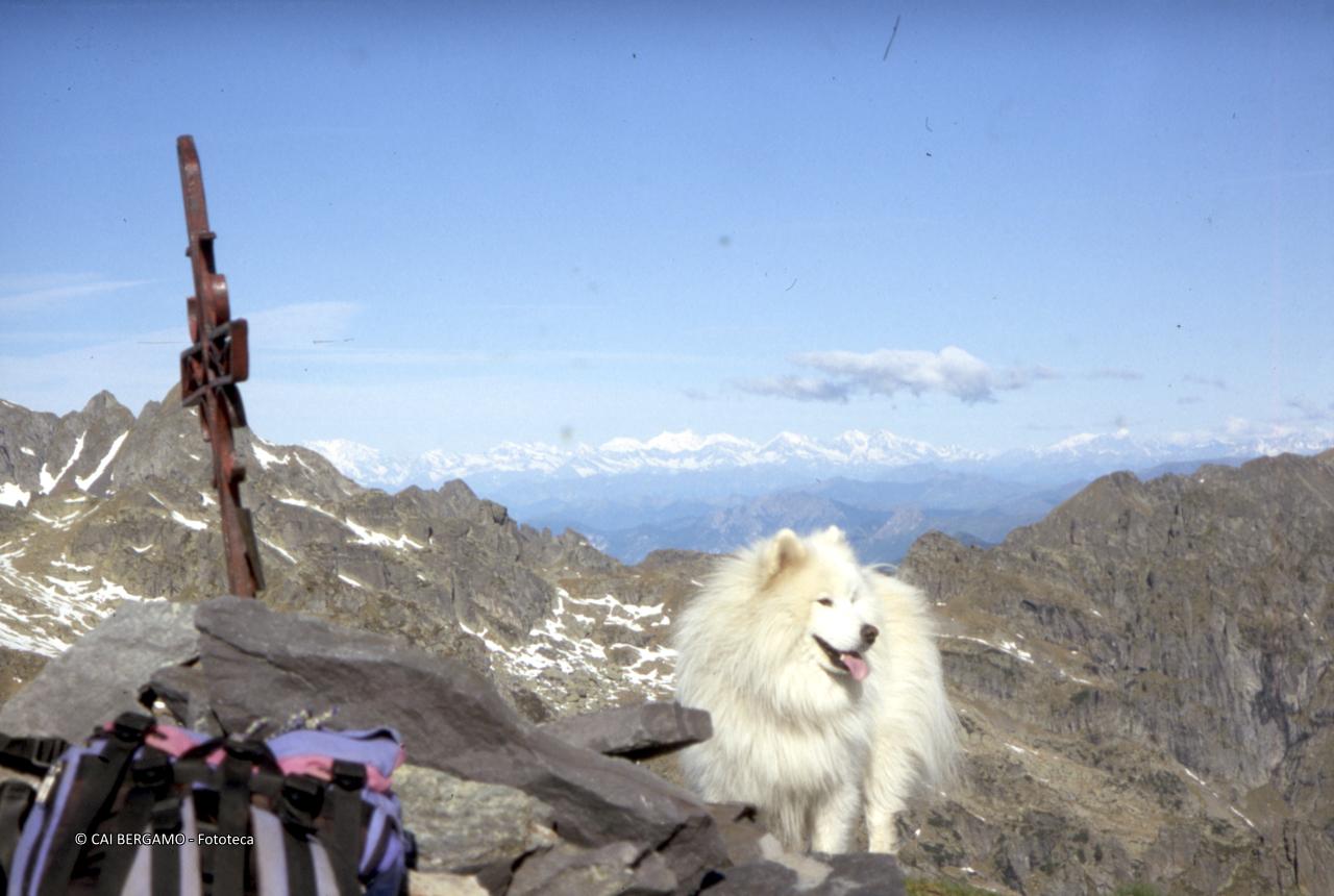 Croce sul Valletto con cane … di guardia, con il gruppo del Bernina sulllo sfondo