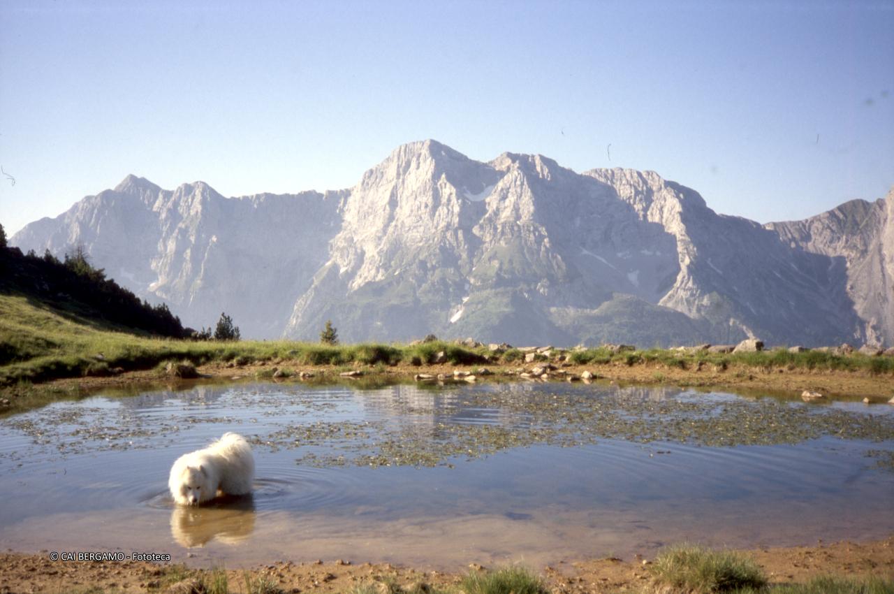 Cane nel laghetto sotto il Monte Campagano e vista sull'Arera