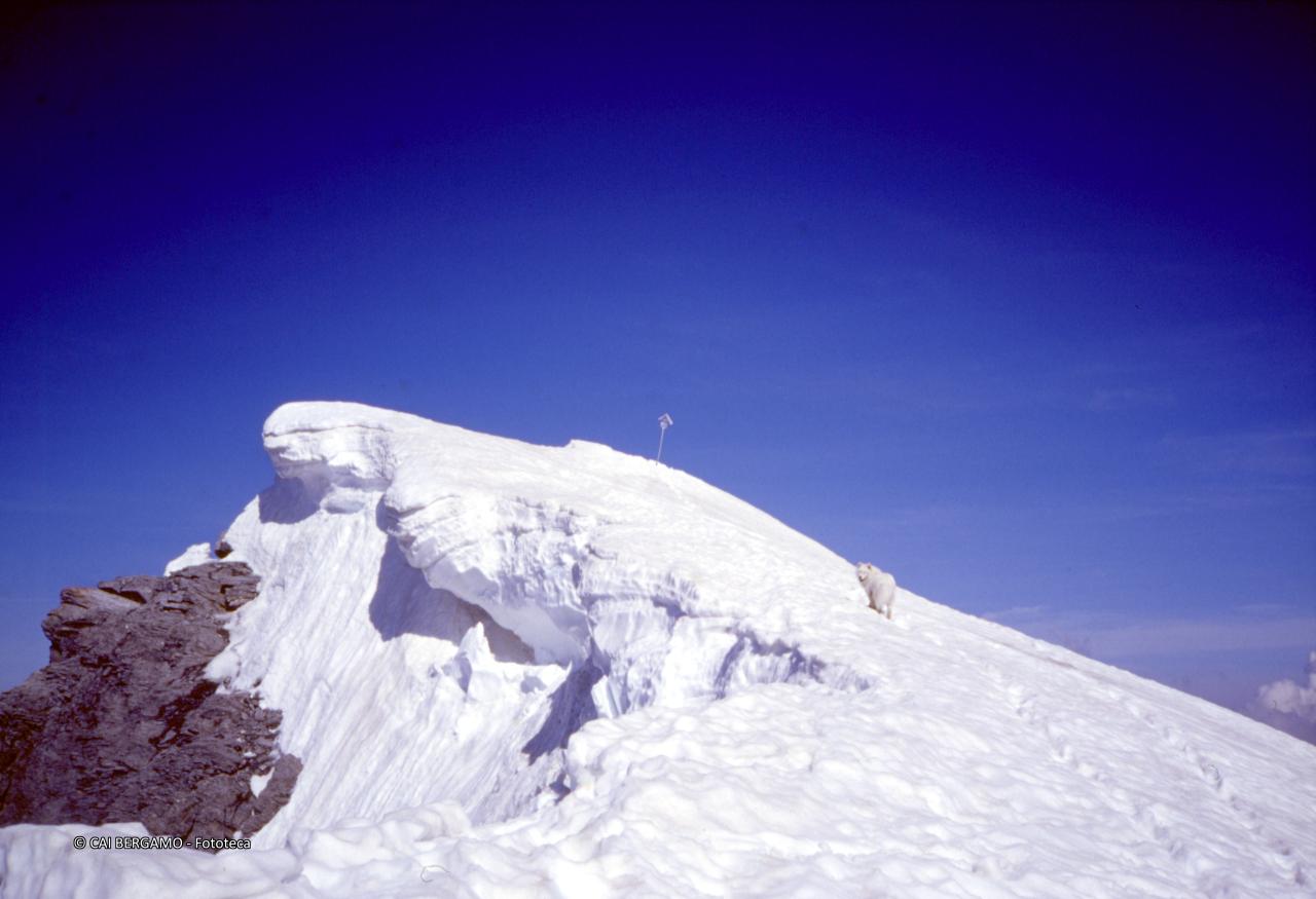 Verso la cima ancora ben innevata con cane Nero che "sollecita"