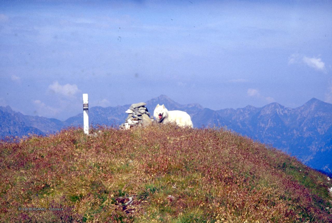 Cane Nero in vetta al Fioraro o Monte Azzarini 