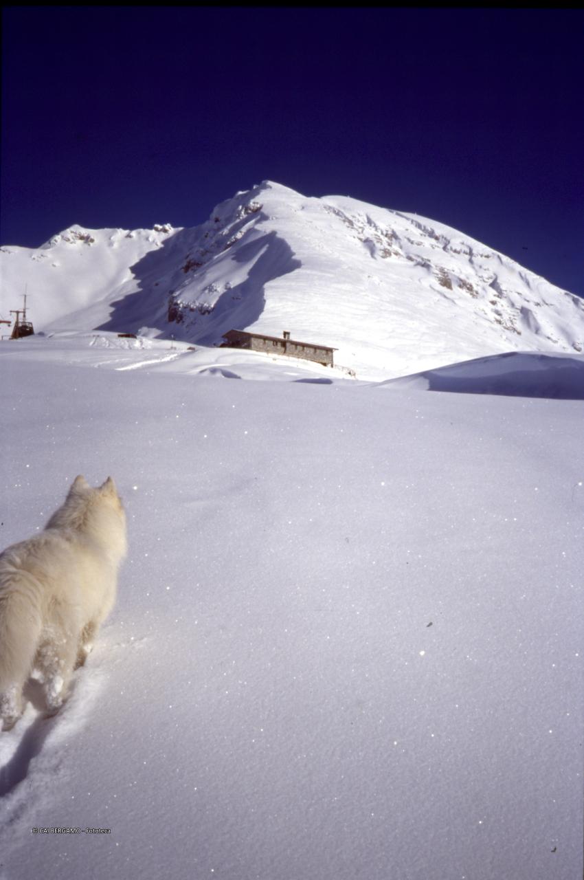 Vista sulla Capanna 2000 sulle pendici del pizzo Arera, con cane Nero in avanscoperta in neve fresca