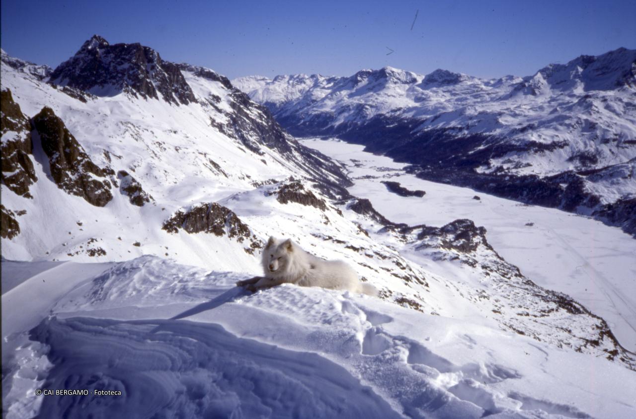Una vista dell'Alta Engadina innevata con il lago ghiacciato, ripresa dalle pendici del Piz Lunghin