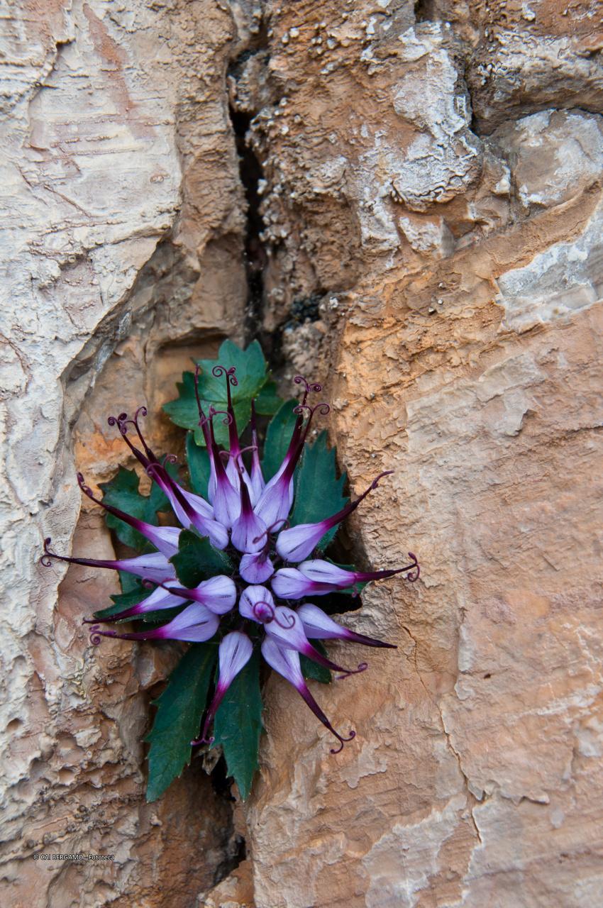 Raponzolo di roccia - 1° classificato in "Flora e Fauna"