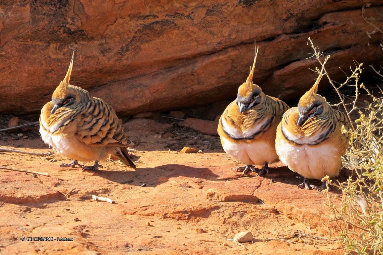 I tri gobècci- segnalato in "Flora e Fauna"
