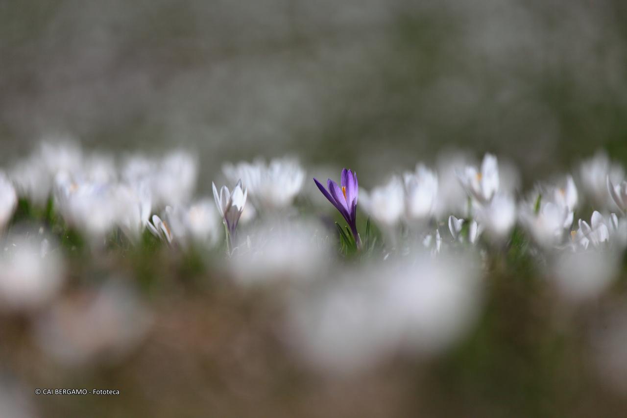 L'eccezione- segnalato in "Flora e Fauna"