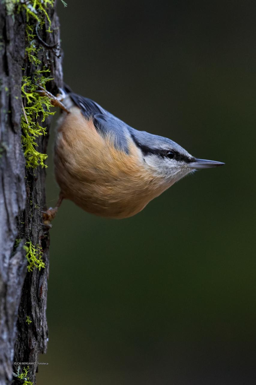 Picchio muratore, acrobazie - 1° classificato in "Flora e Fauna"