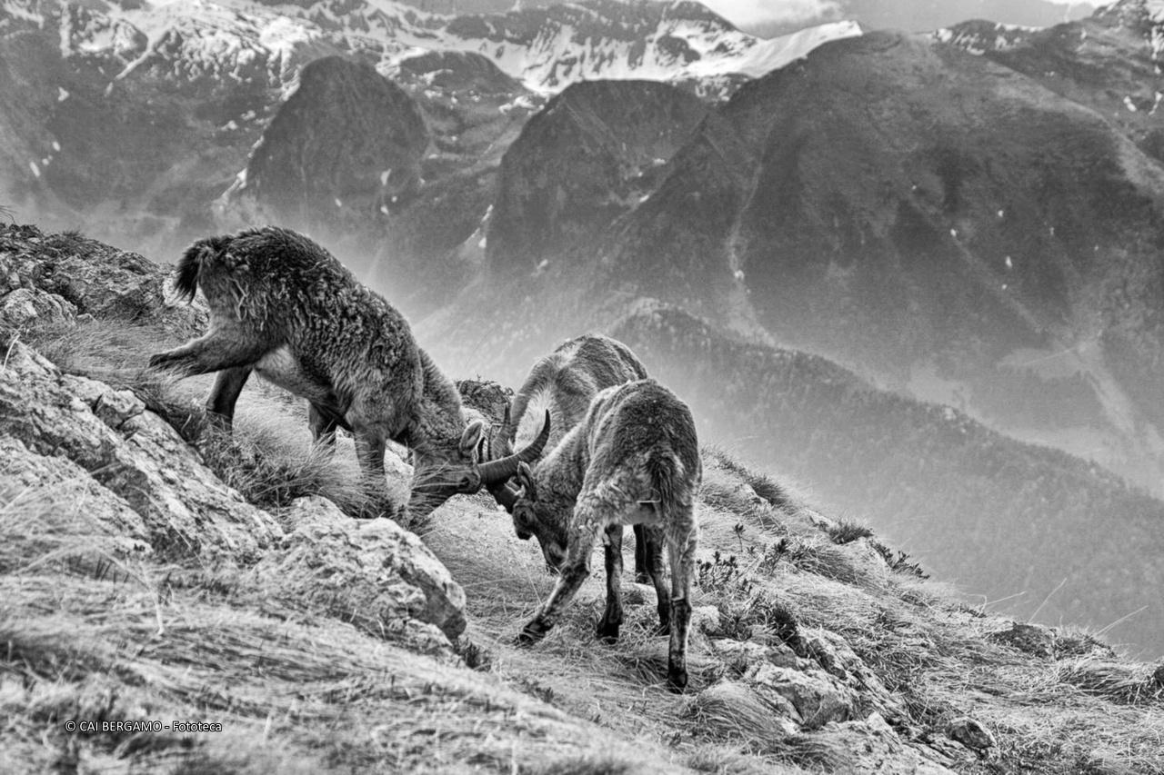 Incrocio - segnalato in "Flora e Fauna"