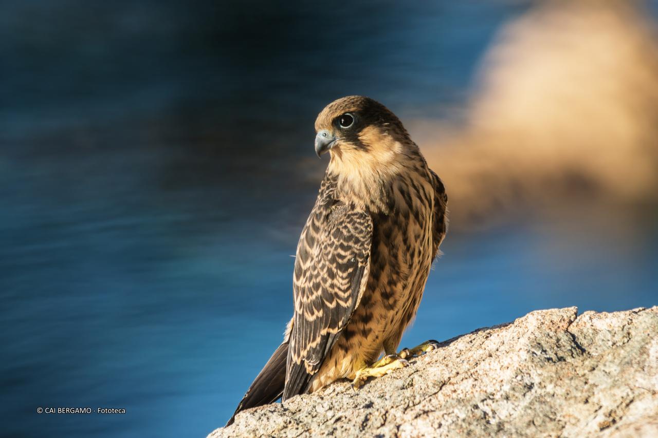 Ritratto di un giovane falco della Regina - segnalato in "Flora e Fauna"