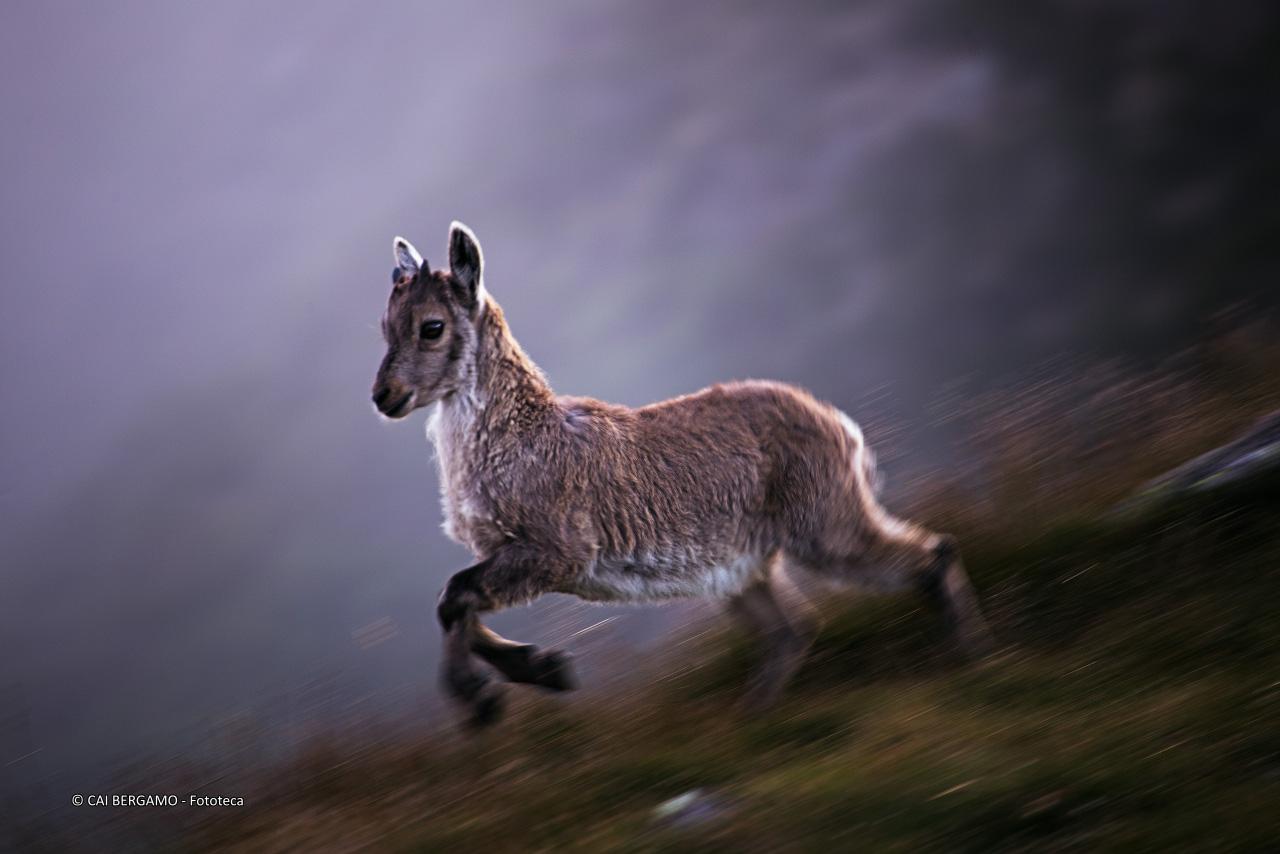 "Di Corsa" - 1° classificato in "Flora e Fauna"