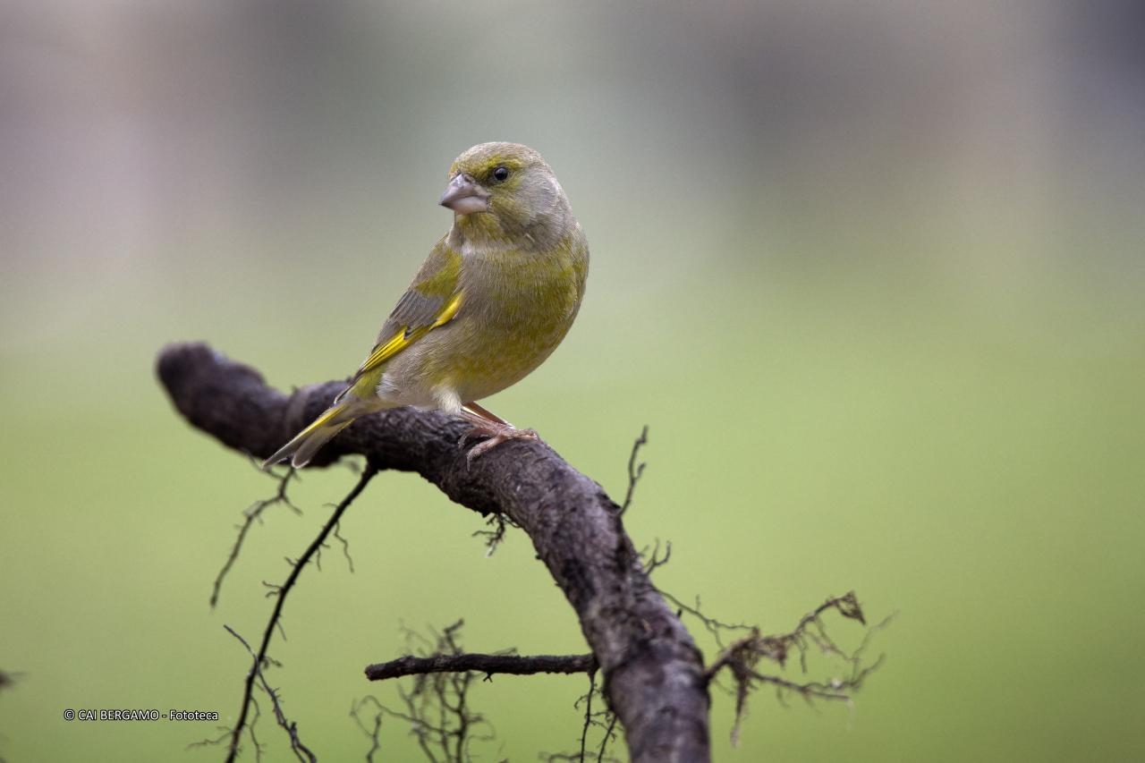 "Il Verdone a Cantalupa" -  Segnalato in "Flora e Fauna"